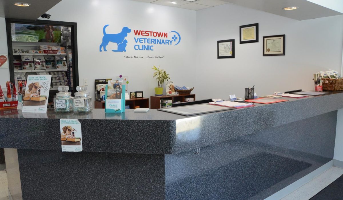 Top 15 Must-Check Pet Clinic Perks in HK