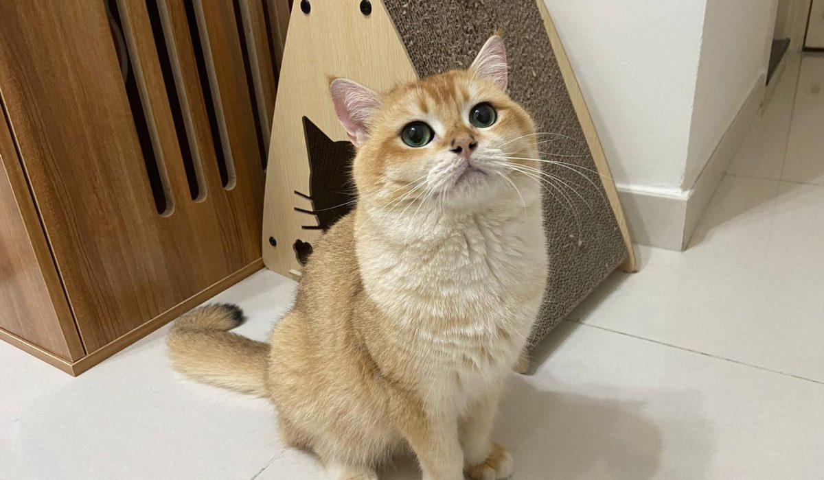 Hong Kong Cuts Quarantine for Mainland Cats and Dogs to 30 Days from 120 Days