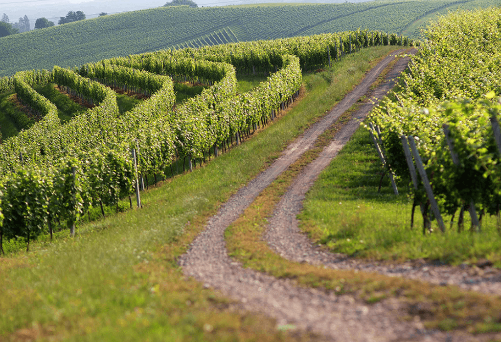 Green Insurance Cuts Pesticides in French Vineyards
