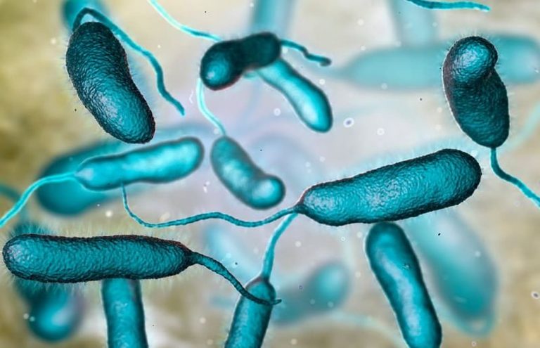 Vibrio Cholerae Found in HK Seafood: Safety Tips