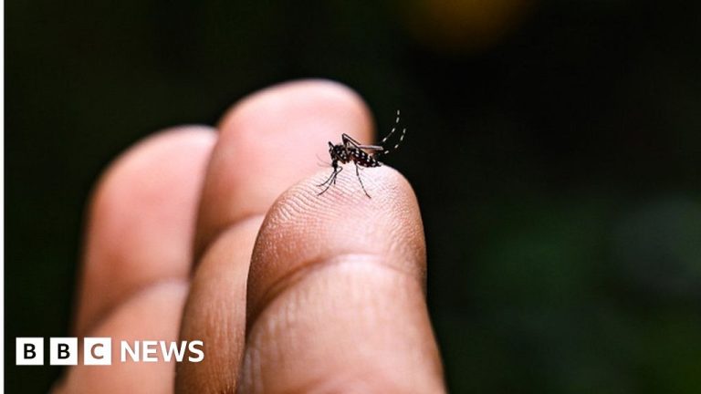 Hong Kong Warns of Chikungunya Risk After Guangdong Outbreak
