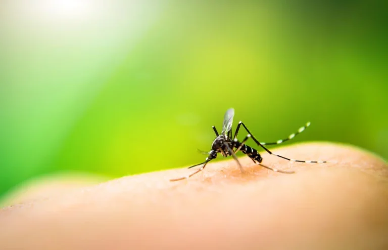 Hong Kong Steps Up Chikungunya Fever Prevention