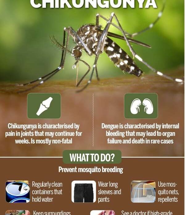 Guangdong, HK, Macao Team Up Against Chikungunya Fever