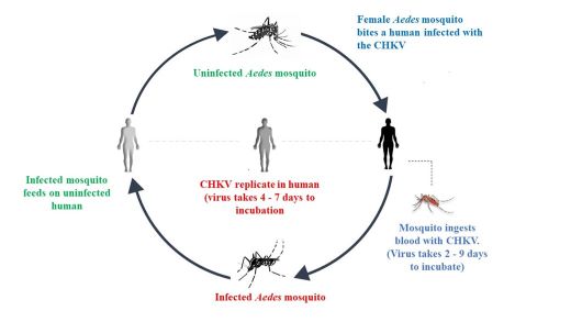 Hong Kong Warns of Chikungunya Risk After Guangdong Outbreak