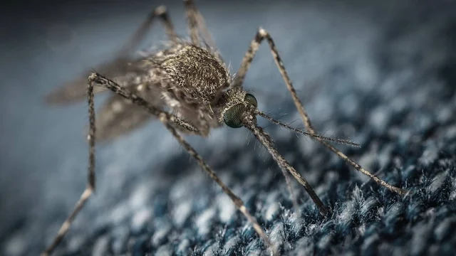 Guangdong Chikungunya Fever Outbreak: 2,940 New Cases