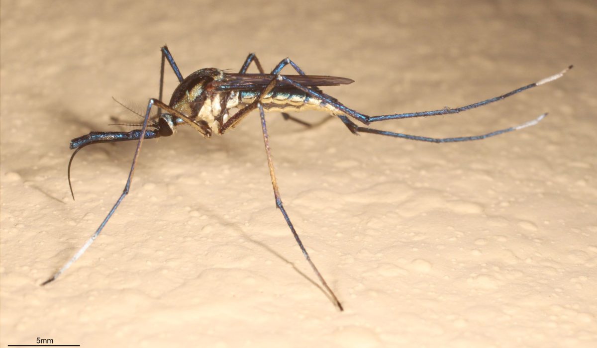 China Fights Chikungunya with Mosquito Predators