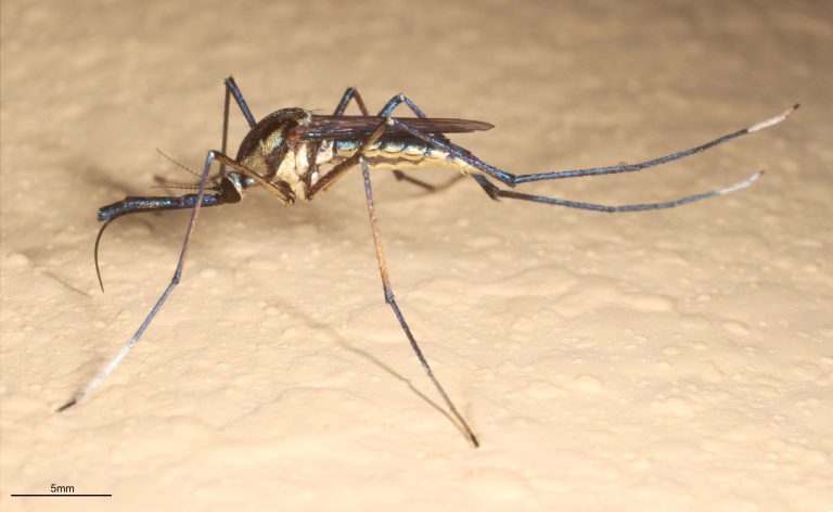 China Fights Chikungunya with Mosquito Predators