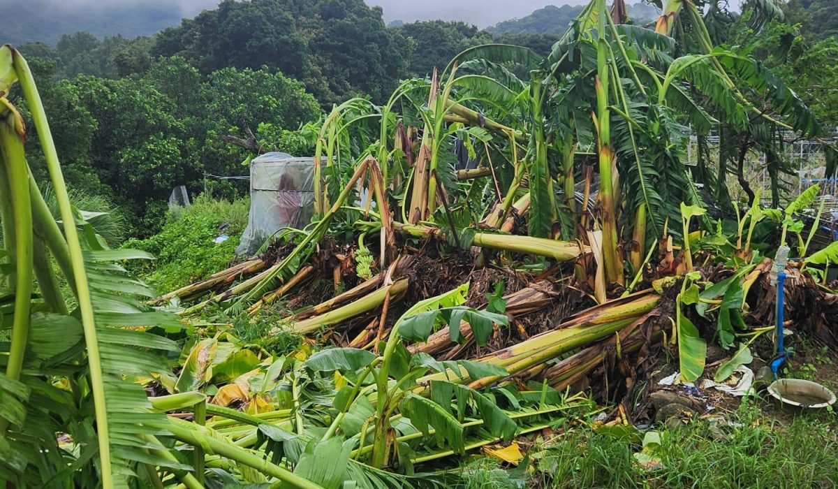 HK Farmers: Apply for Typhoon Wipha Relief by July 30