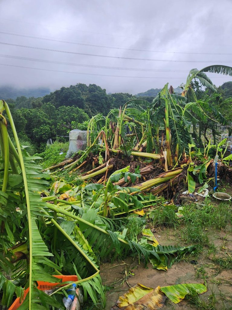 HK Farmers: Apply for Typhoon Wipha Relief by July 30