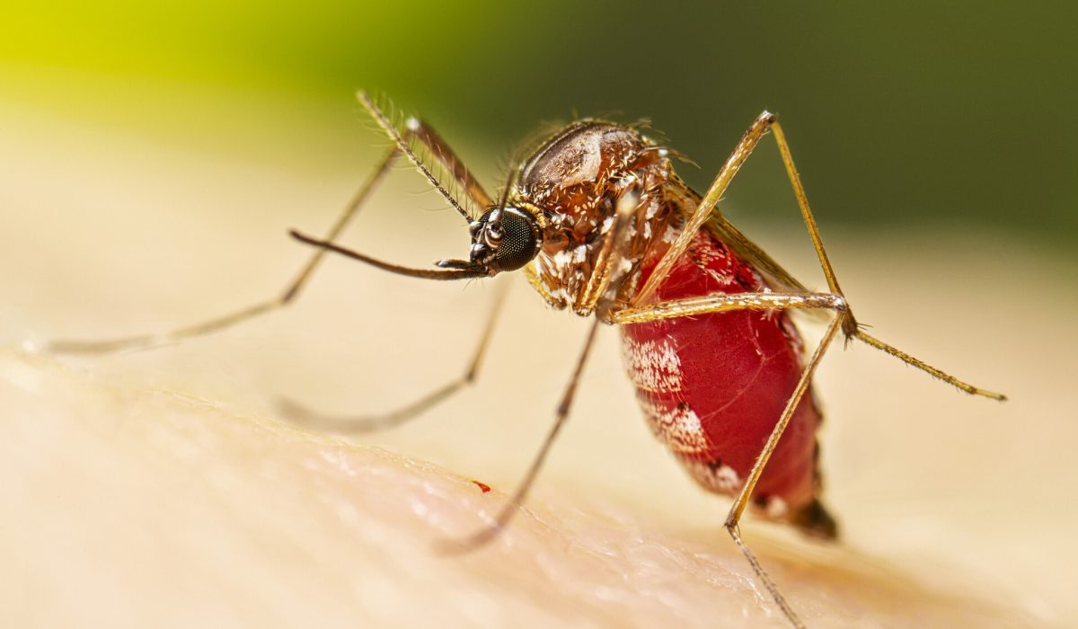 First Local Chikungunya Case in Hong Kong: No Widespread Transmission