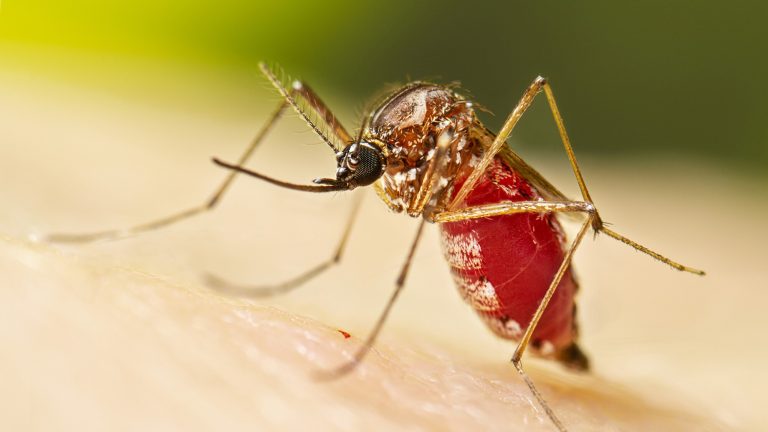 First Local Chikungunya Case in Hong Kong: No Widespread Transmission