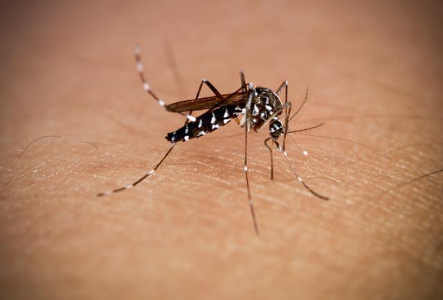 First Local Chikungunya Case in Diamond Hill: 10,000 Residents at Risk