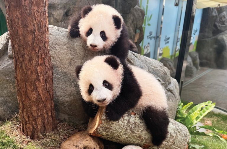 Ocean Park Hong Kong: Panda Updates & Ticket Deals