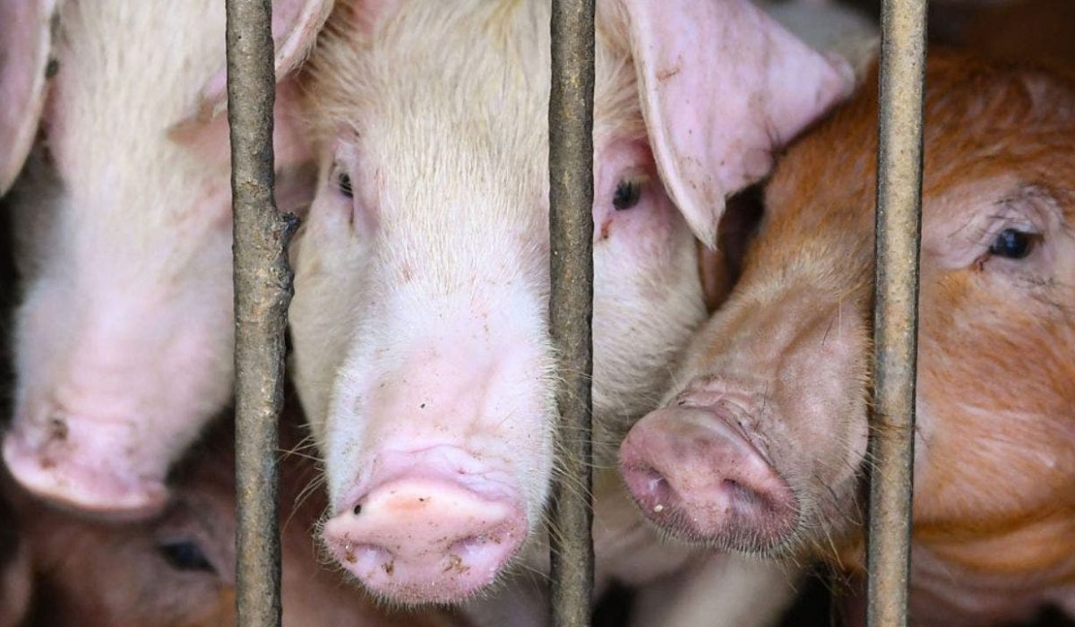 Hong Kong Culls 970 Pigs Amid African Swine Fever Outbreak
