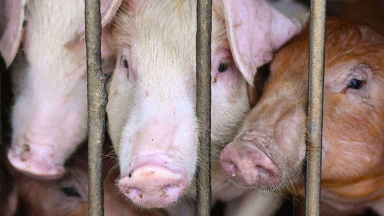Hong Kong Culls 970 Pigs Amid African Swine Fever Outbreak