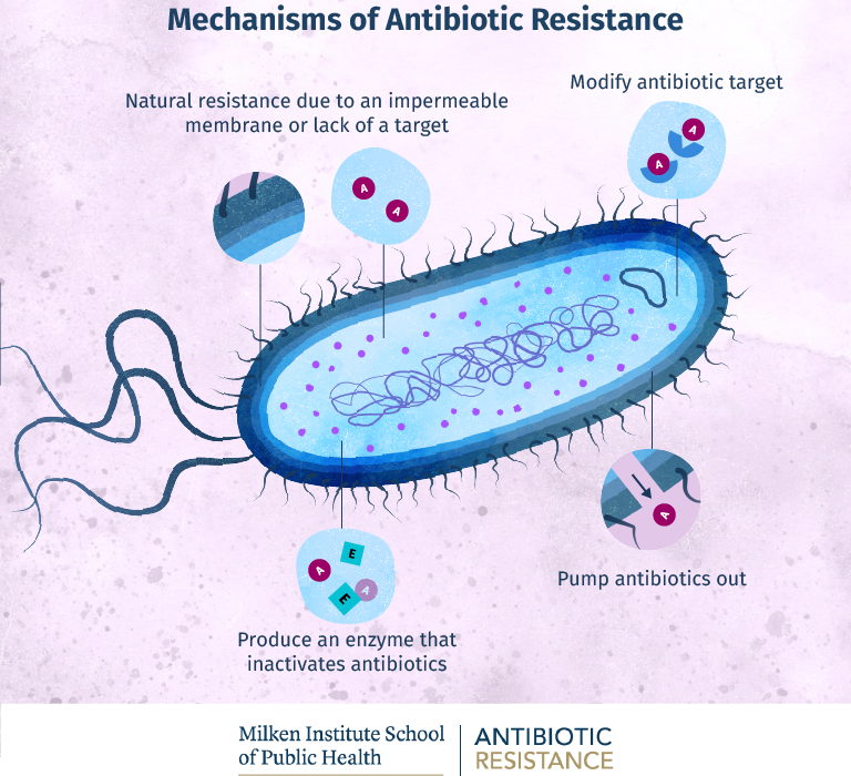 HKU gene tool tracks antibiotic-resistant bacteria spread